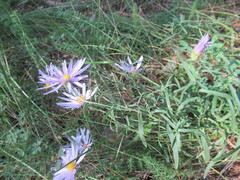 Galatella dahurica