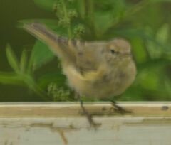 Phylloscopus collybita