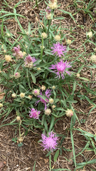 Centaurea jacea