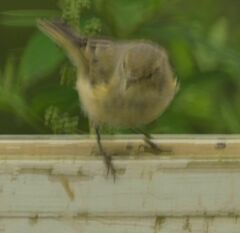 Phylloscopus collybita