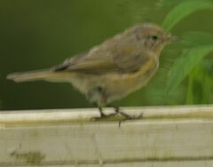 Phylloscopus collybita