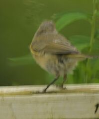 Phylloscopus collybita