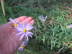 Galatella dahurica
