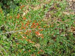 Cotoneaster horizontalis