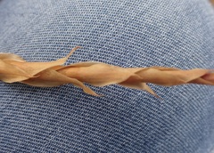 Elegia fistulosa