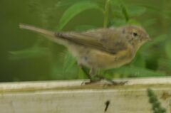 Phylloscopus collybita