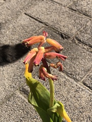 Lachenalia