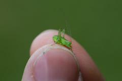 Leptophyes punctatissima