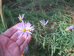 Galatella dahurica