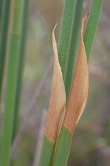 Elegia fistulosa