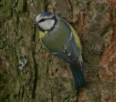 Cyanistes caeruleus