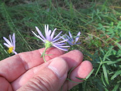 Galatella dahurica