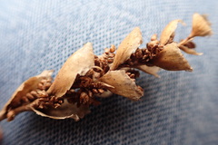 Elegia fistulosa