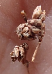Elegia fistulosa