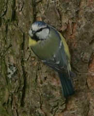 Cyanistes caeruleus