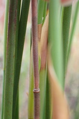 Elegia fistulosa