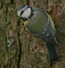 Cyanistes caeruleus