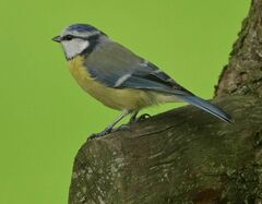 Cyanistes caeruleus