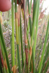 Elegia fistulosa