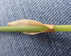 Elegia fistulosa