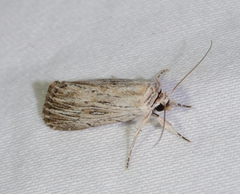 Catabena lineolata