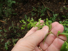 Solidago delicatula