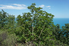 Arbutus andrachne