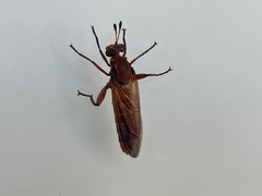 Mydas maculiventris