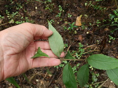 Solidago delicatula