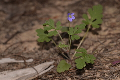 Erodium cygnorum