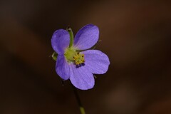 Erodium cygnorum