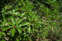 Arbutus andrachne