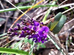 Hardenbergia violacea