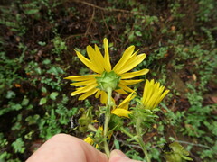 Silphium radula