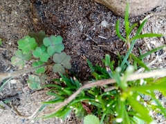 Oxalis obtusa