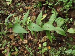 Silphium radula