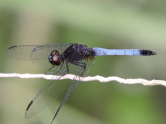 Erythrodiplax basifusca