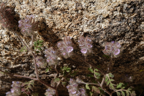 Hiddenflower phacelia (Phacelia cryptantha)