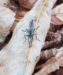 Asilidae