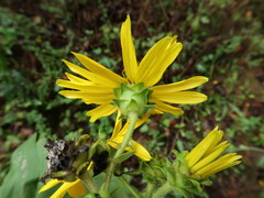 Silphium radula