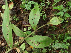 Silphium radula