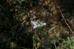 Nigella elata