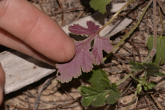 Erodium cygnorum