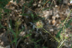 Nigella elata