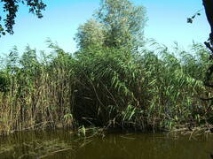 Phragmites australis altissimus