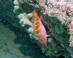 Hypoplectrodes maccullochi