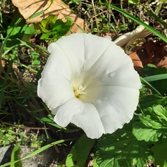 Calystegia silvatica