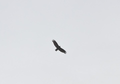 Buteo albonotatus
