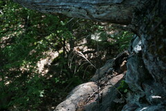 Pseudoturritis turrita