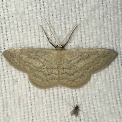 Scopula inductata